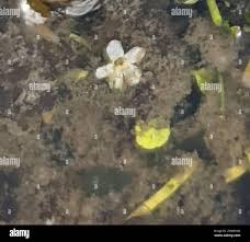 Image result for Limosella maior