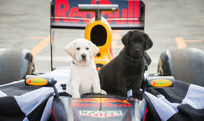 Лучшие промышленные корма для лабрадоров: Pin By Fred Postma On Formula One Red Bull Racing Ricciardo F1 Norris