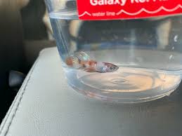 Betta Fish Meet Billy The Kidd He S Been At This Petco For More Than 2 Months Now He Is Mine In 2020 Betta Fish Betta Petco