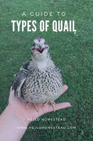 A Guide To Types Of Quail Quail Raising Quail Raising Farm Animals