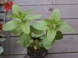 One way to control the sprawl is to give this plant a big pot and. Live Mint Peppermint Herb Plant Organic Non Gmo 2 Two Plants Fit 3 5 Pot Buy Online In Bahamas At Bahamas Desertcart Com Productid 75882149