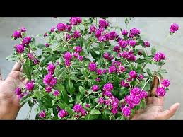 Pin On Garden Plants