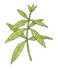 Check spelling or type a new query. How To Grow Lemon Verbena Growing Lemon Verbena Gardener S Supply