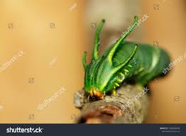 Image Caterpillar Common Nawab Butterfly Polyura Stock Photo