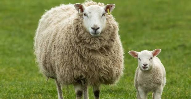 Feeding & Managing Spring Lambs for Optimal Growth – Kalmbach Feeds®