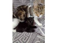 3 grey and white very fluffy male kittens 1 very fluffy black and white long haired female kitten 2 tabby grey striped female kittens very playful and loved being stroked weaned litter. Brown Cat Cats Kittens For Sale Gumtree