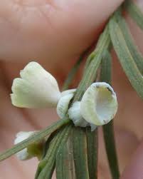 Image result for Ctenium concinnum