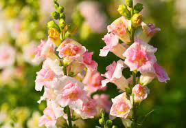 How To Grow Snapdragons Organically Planet Natural