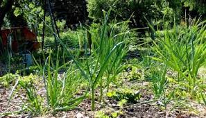 Welche Pflanzen Vertragen Sich 7 Konkrete Pflanzgemeinschaften Pflanzplan Wurzelwerk Knoblauch Pflanzen Pflanzplan Mischkultur