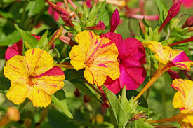 Die mirabilis jalapa, so ist die botanische bezeichnung. Wunderblume