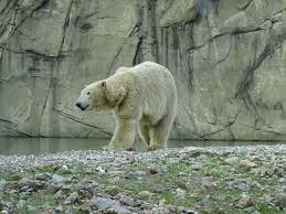 Ein Besuch Bei Den Eisbaren Und Pinguinen Im Polarium Des Rostocker Zoos Rostocker Zoo Eisbar Zoo