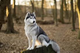 The life expenctancy is 10 to 14 years. Siberian Husky From The Most Dangerous Dog Breeds The Active Times