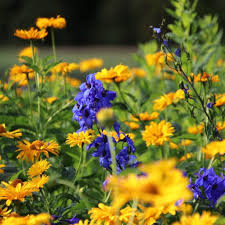 Petra Pelz On Instagram Grossstauden Setzten Akzente Im Garten Hier In Komplementaren Farben Ri Garden Landscape Design Landscape Design Garden Landscaping