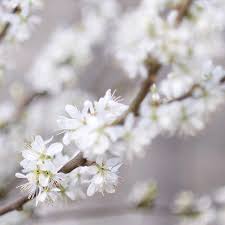 Sarah Shortt Togatherandstitch Instagram Photos And Videos In 2020 Easter Tree Instagram White Flowers