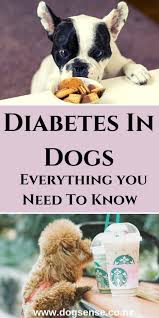 Body condition, pet preferences, and other diseases or medical conditions will guide the best diet for a dog with diabetes. Diabetes In Dogs How You Can Both Cope With It Dog Sense Nz Diabetic Dog Dog Health Care Dog Health