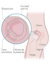 Primeras Tres Semanas Del Embarazo Inatal El Embarazo Semana A Semana