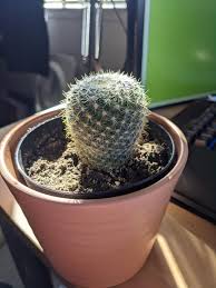 Cacti flower on fresh growth, so if your plant just sits there, unchanging year after year, it's very unlikely to. Hey Papples Can Anyone Identify My Cactus Succulents