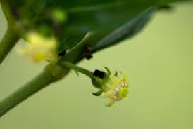 Image result for Bullockia setiflora