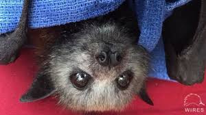 Australia has some unusual members of the monotreme family, including the platypus and echidna. Australian Animals Suffer Through Extreme Heat Bbc News