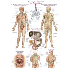 The Lymphatic System Educational Chart