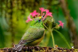 Image result for Cyanotis sp. aff. C. lapidosa