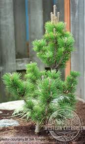 Image result for Pinus