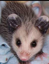 Baby Possum Baby Possum Cute Animals Like Animals