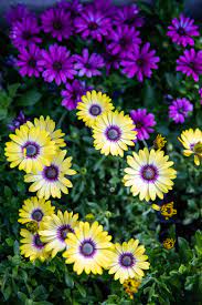 African Daisy Beautiful Flowers Flower Planters Daisy Flower