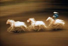 Image result for Ernst haas