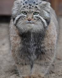 For en.wikipedia, this is currently the only extant (living) species in the genus otocolobus. ãƒžãƒŒãƒ«ãƒã‚³ Pallascat Manul Manul Koshachi Fotografii Zhivotnye