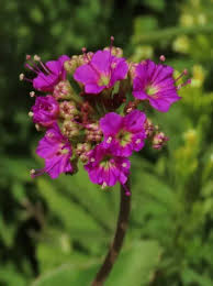 Image result for Commicarpus pedunculosus