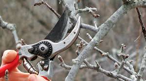 Unpruned trees, especially young ones, will grow branches galore and push out blooms each year. For Plenty Of Delicious Fruit Be Sure To Prune Fruit Trees Ctv News