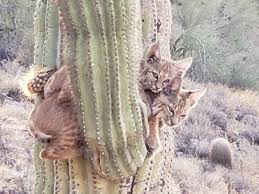 Jagat maya dibuat heboh dengan kemunculan kaktus berbentuk penis. Unik Bin Langka Penampakan 2 Ekor Kucing Bersarang Di Pohon Kaktus Indozone Id