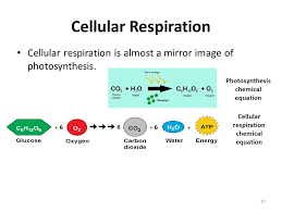 What are the reactants of cellular respiration? Word Word Equation For Cellular Respiration