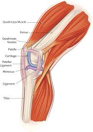 Don't forget to share this picture with others via. What Is The Recovery Time For A Patellar Tendon Rupture