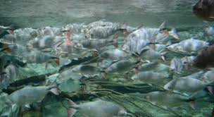 Contratação de empresa de engenharia especializada em execução de serviços de revitalização da. Visita Noturna Ao Aquario Do Rio Sao Francisco Comemora Dia Do Meio Ambiente