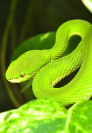15 Rarest Snakes In The Plant Rat Snake Snake Nocturnal Animals