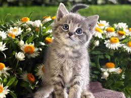 Hintergrundbilder Blumen Baby Wilde Katze Blume Katzchen Fauna Wirbeltier Katze Wie Saugetier Kleine Bis Mittelgrosse Katzen Hausliche Kurzhaarige Katze Pixie Bob Hausliche Langhaarige Katze 1600x1200 Wallup 603901 Hintergrundbilder Give a new touch to your home and office with the baby groot planter. blumen baby wilde katze blume