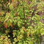 Image result for Hymenocardia ulmoides