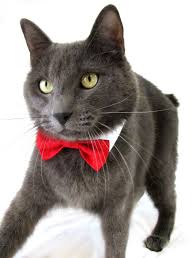 Extra Small Dog Cat Red Bowtie Collar 10 00 Via Etsy Dog Cat Toy Dog Breeds Pet Collars