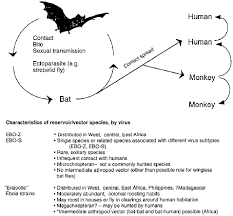 Marburg virus (marv) causes marburg virus disease in humans and nonhuman primates, a form of viral hemorrhagic fever. Bats As Ebola S Natural Reservoir