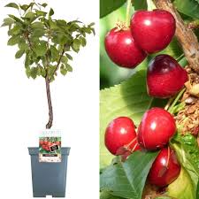 Check spelling or type a new query. Patio Fruit Tree Collection Various Premium Grade Fruits Ideal For Small Gardens Borders Apple Cherry Plum Nectarine Peach Pear Trees 2 3ft Stella Cherry Tree Buy Online