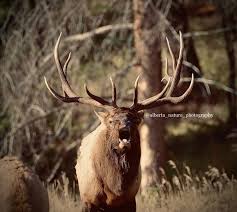 Raymond Martens (@alberta_nature_photography) • Instagram photos and videos