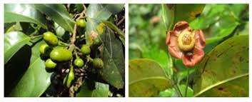 Image result for Uvaria tanzaniae