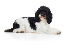 They offer great pups from a terrific family. Cockapoo Puppies For Sale Adopt Your Puppy Today Infinity Pups