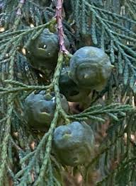 Image result for Cupressus funebris