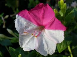 Rose four o' clock will produce gorgeous rose colored blooms that flower throughout the summer. Mirabilis Plant Growing Guide Four O Clock Flower Umbrellaworts