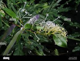 Image result for Vaccinium madagascariense