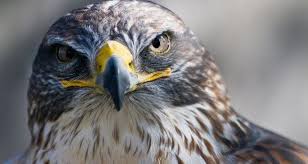 صور صقور رائعة موقع صور يومصر Eagle Wallpaper Eagle Images Hunting Wallpaper
