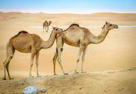 They are found in southern mongolia and northern china. Wild Camels In The Desert A Herd Of Wild Camels In The Desert Near Al Ain Uae Sponsored Advertisement Advertisemen Camels Camels Desert Animal Drawings